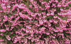 Bruyère (Calluna vulgaris)