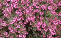 Bruyère (Calluna vulgaris)