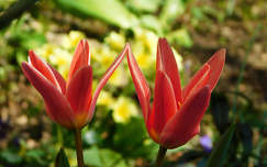 Tulipán