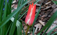 tulipán, kerti virág