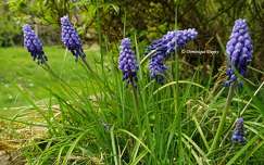 Muscari