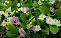Primevères du jardin