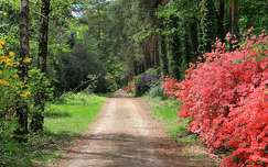 Jeli arborétum