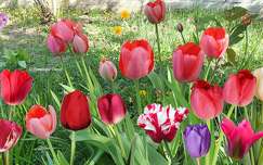 Tulipes