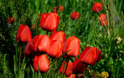Tulipán