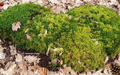 Forêt