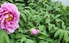 Pivoines