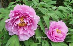 Pivoines