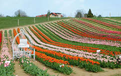Kőröshegyi Levendulás és Tulipános