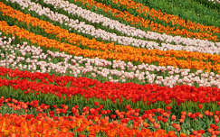 Kőröshegyi Levendulás és Tulipános