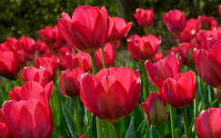 Kőröshegyi Levendulás és Tulipános