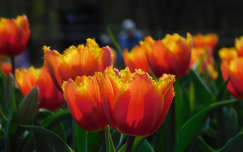 Kőröshegyi Levendulás és Tulipános