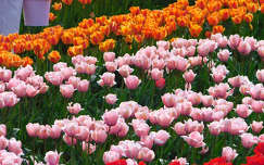 Kőröshegyi Levendulás és Tulipános