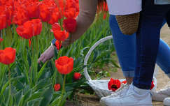 Kőröshegyi Levendulás és Tulipános