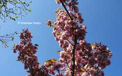 Prunus Serrulata Kanzan