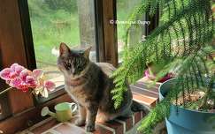 Chatte