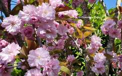 Prunus Serrulata Kanzan