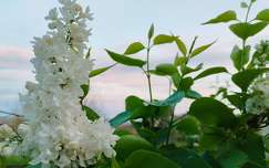 Orgona