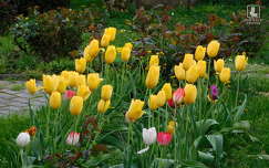 tulipánok, tavasz