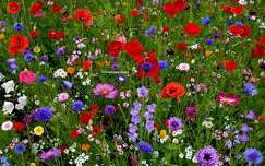 Fleurs des Champs