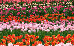Kőröshegyi Levendulás és Tulipános