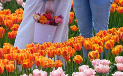 Kőröshegyi Levendulás és Tulipános