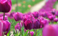 Kőröshegyi Levendulás és Tulipános