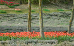 Kőröshegyi Levendulás és Tulipános