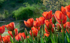 Kőröshegyi Levendulás és Tulipános