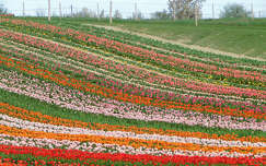 Kőröshegyi Levendulás és Tulipános