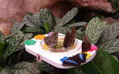 Papillónia lepkéi