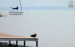 Balaton, víz, hajó, kacsa