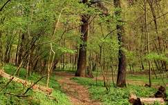 Libanoni cédrus az Alcsúti Arborétum közelében. Több mint 200 éves, magassága 30 m körüli, törzskerülete több mint 4 méter.