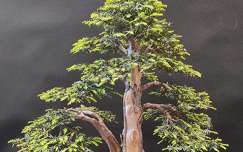 Bonsai