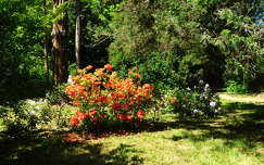 Szombathely, Kámoni arborétum