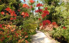 Jeli Varázskert - Kám, arborétum, rododendron, út