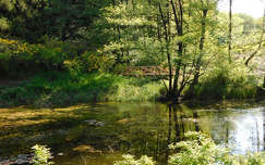 Jeli Varázskert - Kám, arborétum