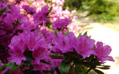 Jeli Varázskert - Kám, arborétum, rododendron, út