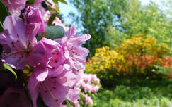 Jeli Varázskert - Kám, arborétum, rododendron