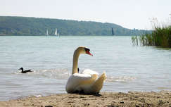Balatonfűzfő strand