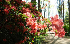 Jeli Varázskert - Kám, arborétum, rododendron, út