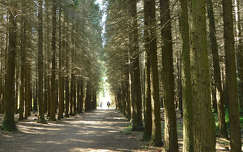 Jeli Varázskert - Kám, arborétum, rododendron, út