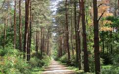 Jeli arborétum