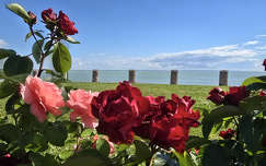 Balatonkenese, rózsák között