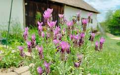 Lavandula stoechas, füzéres levendula