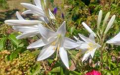 Liliom