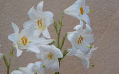 liliom