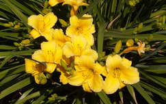 Liliom