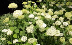 Hortenzia