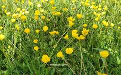 Bouton d'or